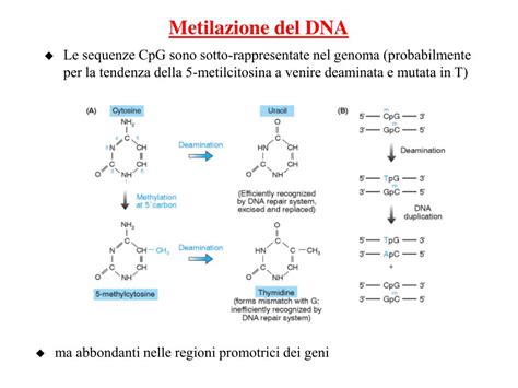 Diagramma della metilazione del DNA