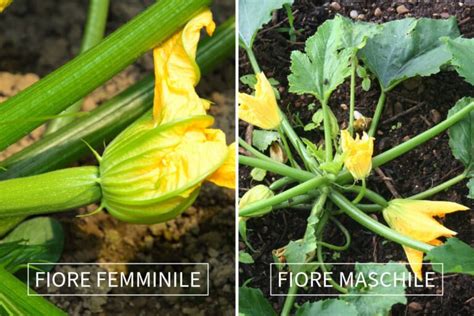 fiori di cetriolo maschili e femminili su una pianta rigogliosa
