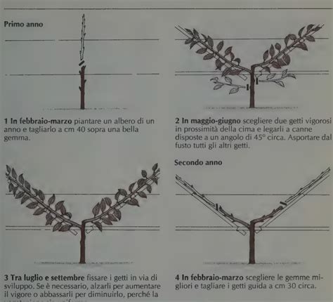 schema della potatura corretta del getto laterale del cetriolo