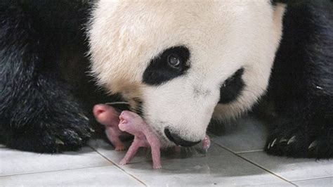 Panda Ai Bao accudisce i suoi cuccioli appena nati
