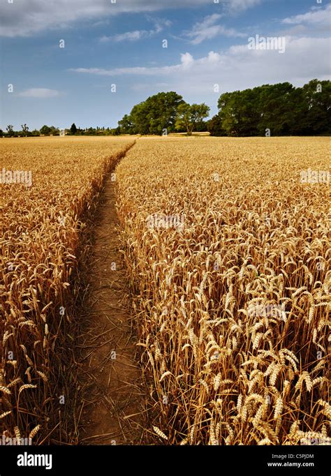 Campo di grano e lago con un sentiero