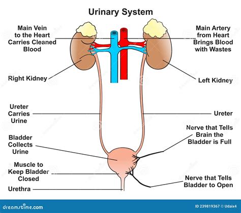Diagramma del sistema urinario umano