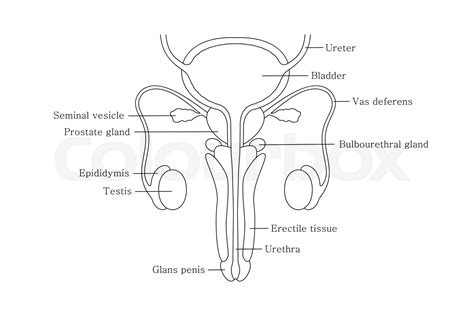 Diagram of varicocele in male reproductive system