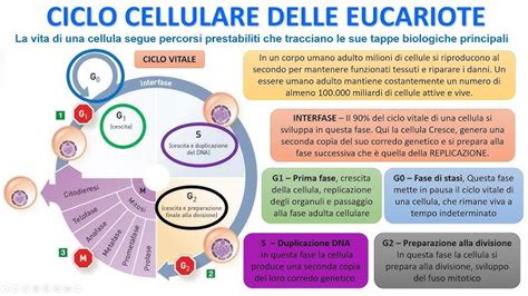diagramma biologico sull'invecchiamento cellulare e impatto delle gravidanze
