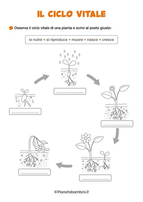 infografica che illustra il ciclo vitale espresso dagli arcani