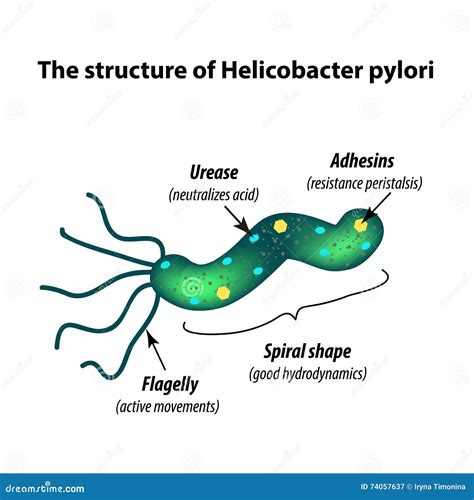 Struttura dell'Helicobacter pylori