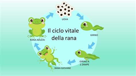 Diagramma del ciclo di vita di una rana