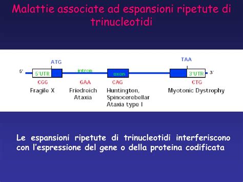Esempio di gene con ripetizioni di trinucleotidi