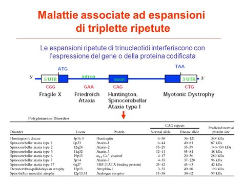 Tavola comparativa di malattie da ripetizione di trinucleotidi