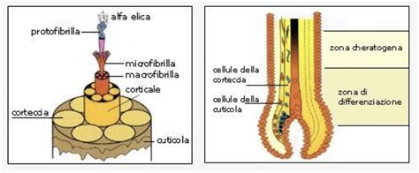 Schema illustrativo della struttura chimica del Black Soil e dell'alta concentrazione di nutrienti organici