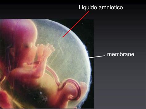 Membrana amniotica e le sue applicazioni