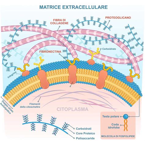 Struttura della fibronectina fetale e sua funzione come 
