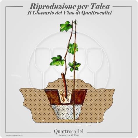 Ramo semilignificato pronto per talea