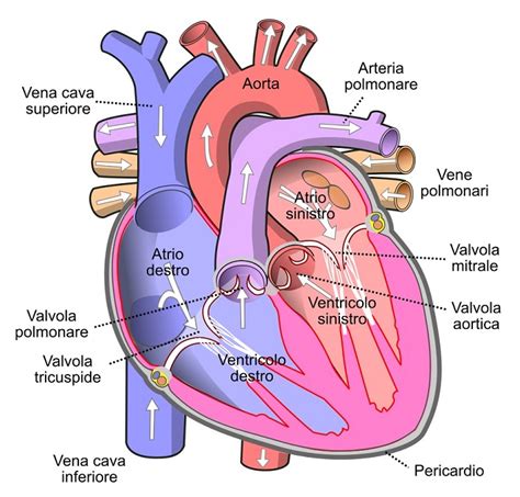 Diagramma del cuore fetale con flussi sanguigni