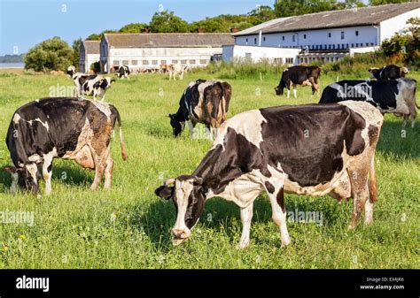 Pascoli verdi e mucche al pascolo in un paesaggio incontaminato