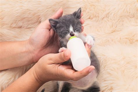 Infografica che mostra le parti di un biberon per gattini e i materiali