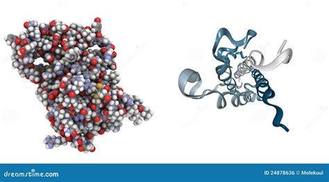 rappresentazione schematica dell'ormone hCG e della sua struttura a doppia subunità