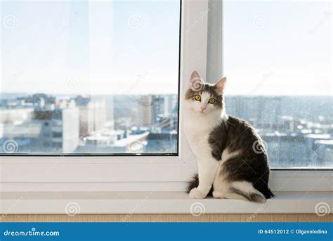 gatto elegante su davanzale
