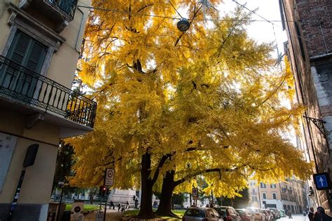 Veduta esterna di Piazzetta Navona a Verona con il Ginkgo biloba