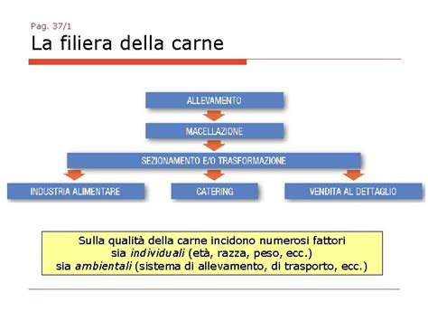 Infografica sulla filiera della carne di alta qualità: dall'allevamento alla frollatura