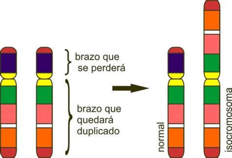 diagramma che illustra l'anomalia genetica isocromosoma 12p associata ai tumori germinali