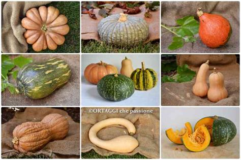 Tavola di differenti varietà di zucca e i loro usi