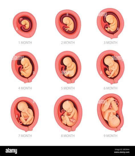 Sviluppo del feto in utero