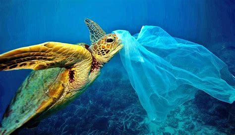 Tartaruga marina intrappolata nella plastica