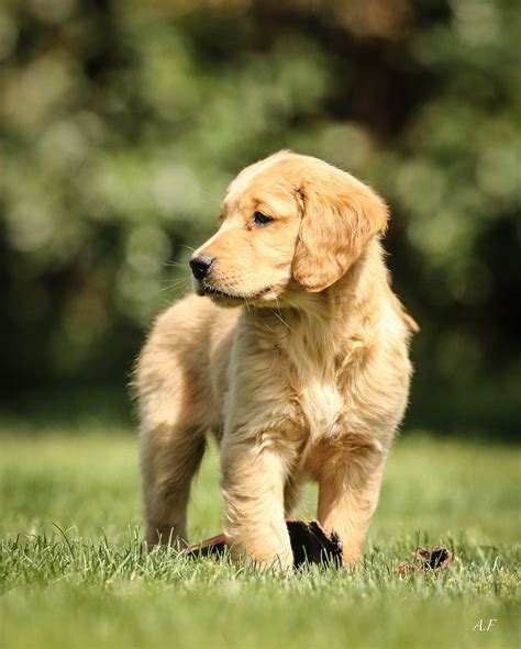 cucciolo di golden retriever in casa