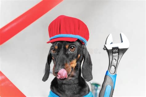 cane che indossa una tutina imbottita