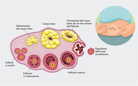 Grafico che illustra i livelli ormonali durante la stimolazione ovarica