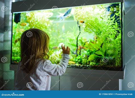 Bambino che osserva pesci in un acquario