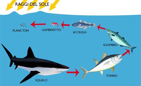 Schema della catena alimentare marina