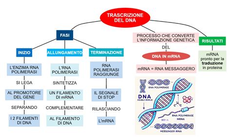 Schema del DNA ibrido umano-alieno