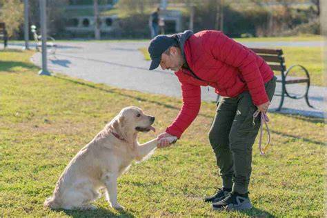 educatore cinofilo che lavora con un cane