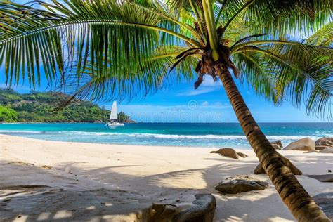 Spiaggia caraibica con palma e mare turchese