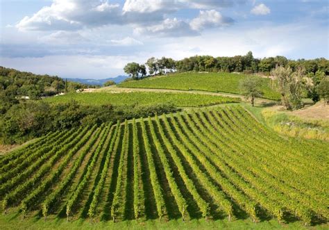 Monorack in un vigneto