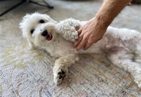 Cane che viene accarezzato sulla pancia