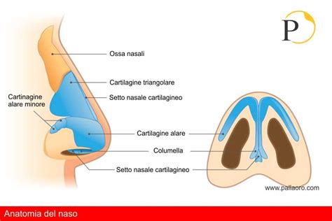 Rappresentazione anatomica della struttura del naso e del profilo facciale