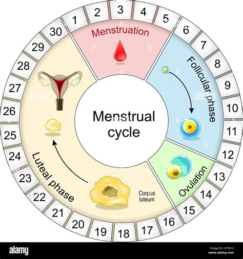 Graphic depicting a woman's menstrual cycle with ovulation and fertile window highlighted