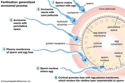 Diagram showing sperm survival time and egg viability in the female reproductive tract