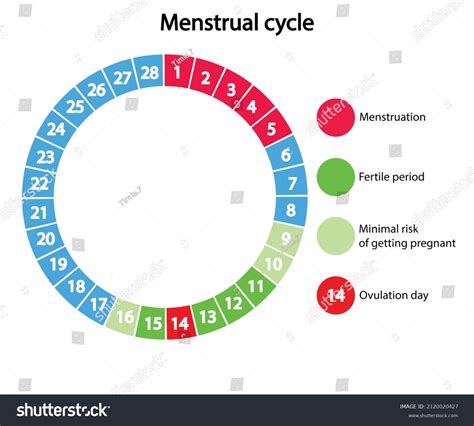 Calendar highlighting fertile days and menstruation
