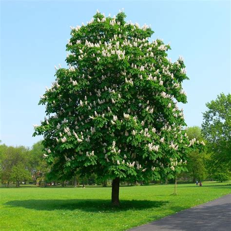 Illustrazione di un albero di ippocastano in piena crescita con fiori e foglie
