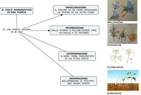 Diagramma dell'evoluzione delle piante dal mare alla terra