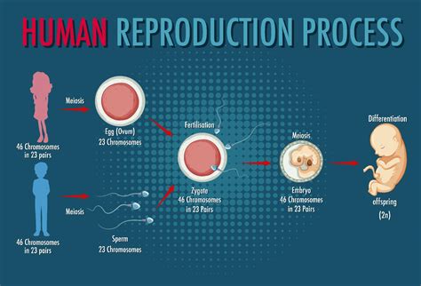 Diagramma della riproduzione umana
