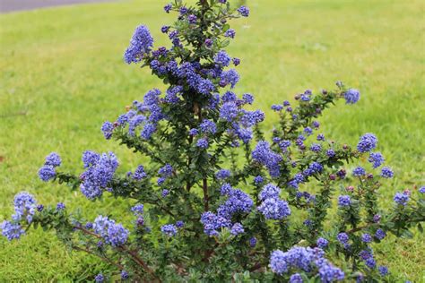 Tipi di terreno per il Ceanothus