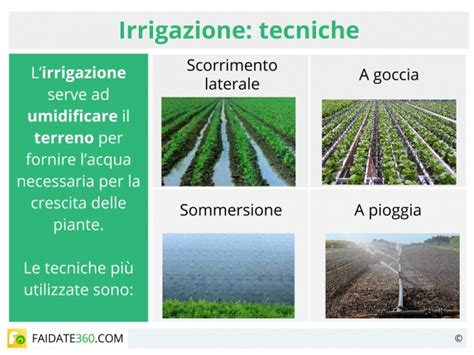 Tecniche di irrigazione per Ceanothus