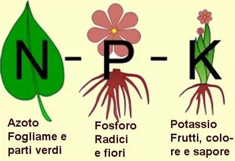 Concimi ricchi di fosforo e potassio