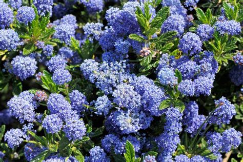 Ceanothus come siepe fiorita