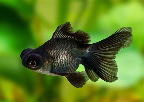 Black Moor fish